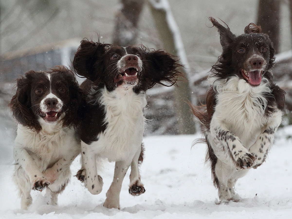 Contact met Tracker Dogs