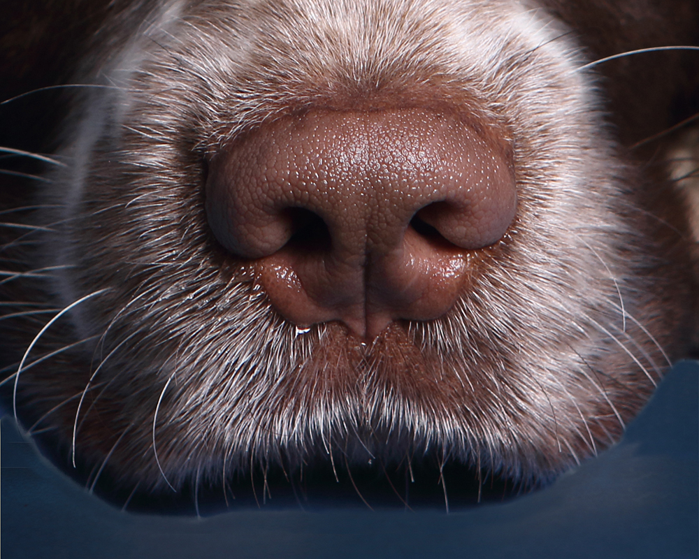 Close-up van een Tracker Dogs speurhond